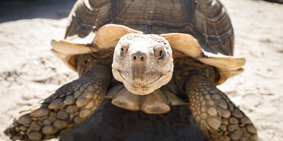 BILLY THE SNAPPING TURTLE – Gatorama